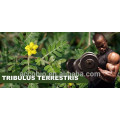 Wholesale Factory Supply 100% Natural Tribulus Terrestris Extract Powder Saponins 90% Protodioscin 40%